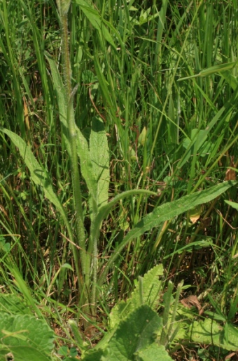 Campanula cervicaria