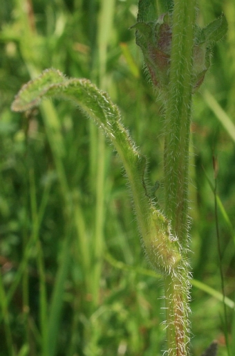 Campanula cervicaria