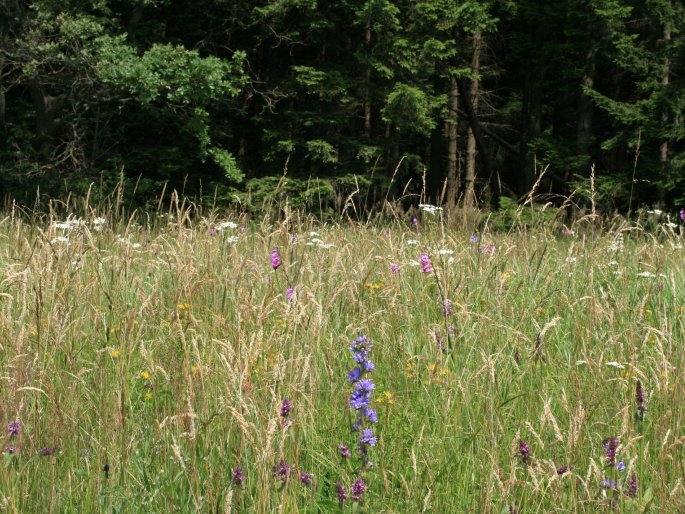 Campanula cervicaria