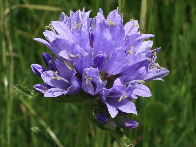 Campanula cervicaria