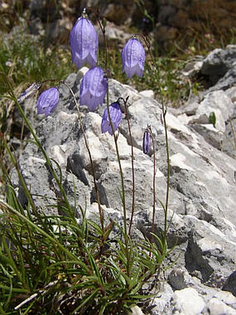 Campanula cespitosa