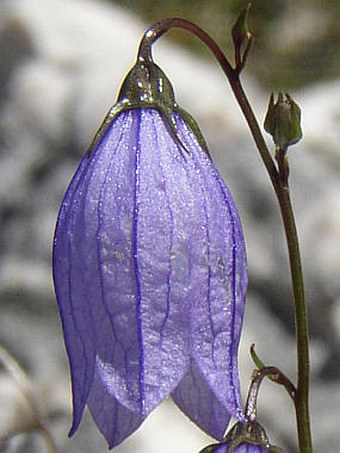 Campanula cespitosa