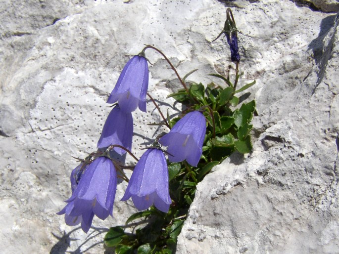 Campanula cochleariifolia