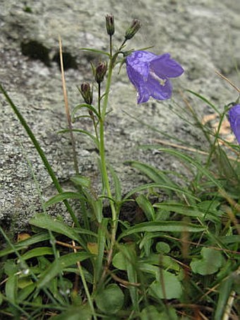 Campanula gelida