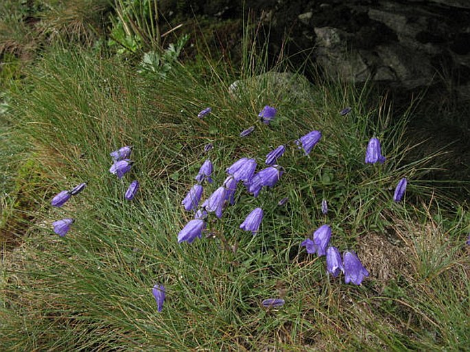 Campanula gelida