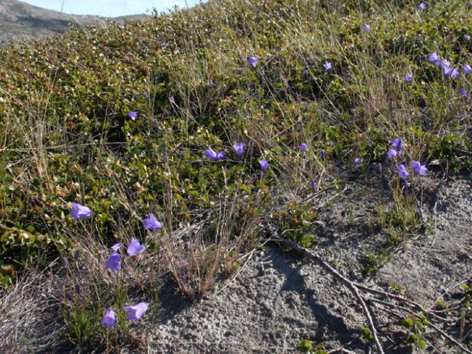 Campanula gieseckiana