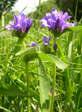 Campanula glomerata glomerata