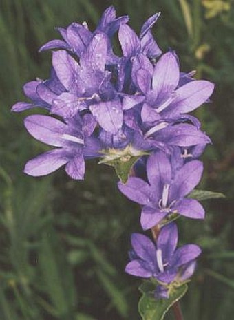 Campanula glomerata glomerata