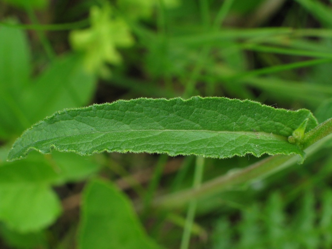 Campanula glomerata glomerata