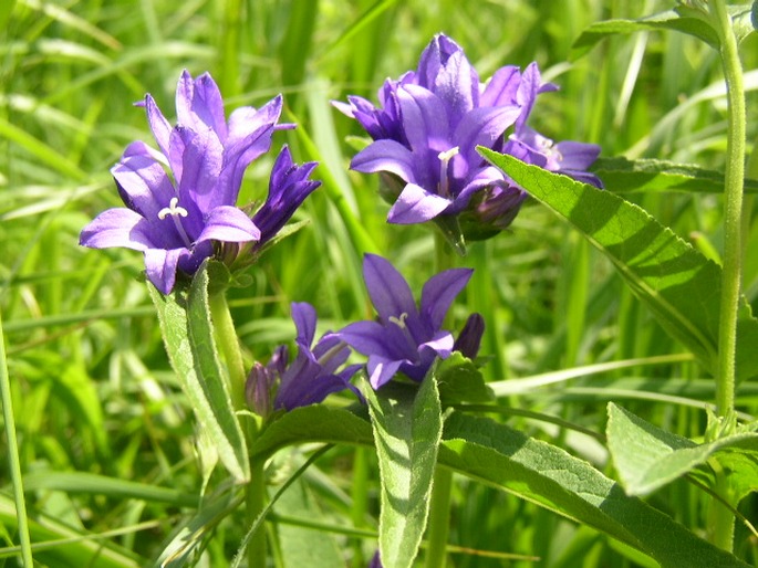 Campanula glomerata glomerata