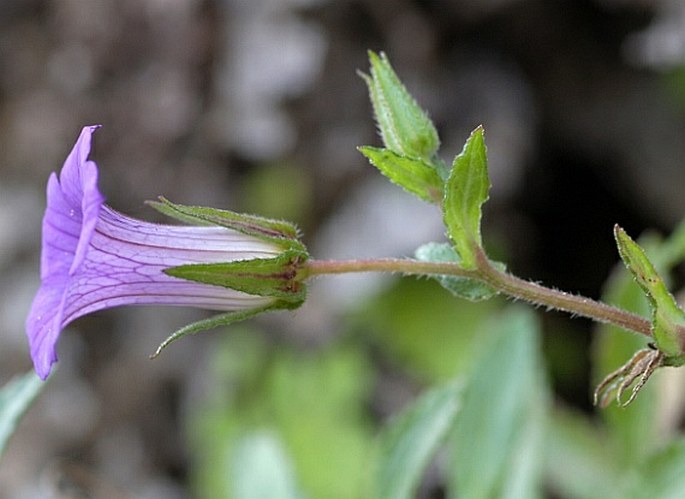 Campanula jacobaea