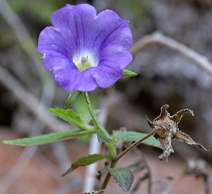 Campanula jacobaea