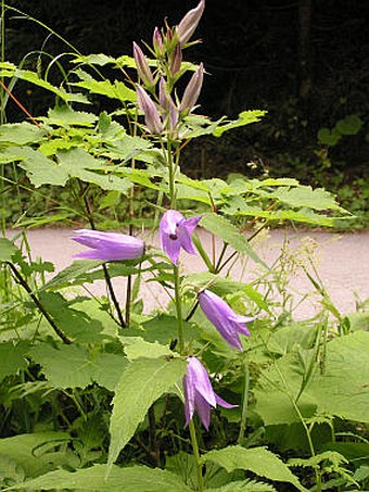 Campanula latifolia