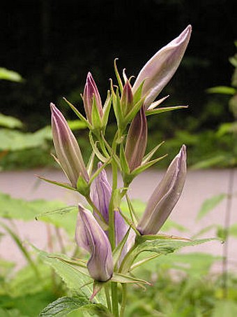 Campanula latifolia