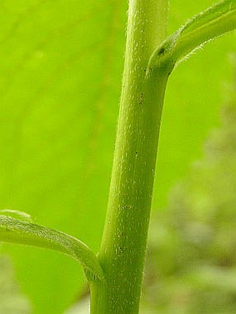 Campanula latifolia