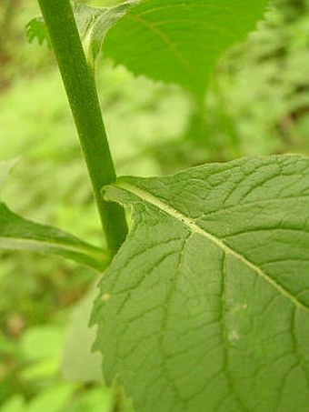 Campanula latifolia