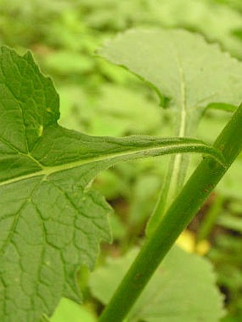 Campanula latifolia