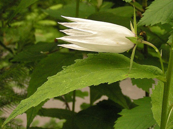 Campanula latifolia