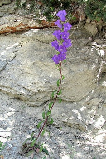 Campanula medium