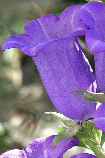 Campanula medium