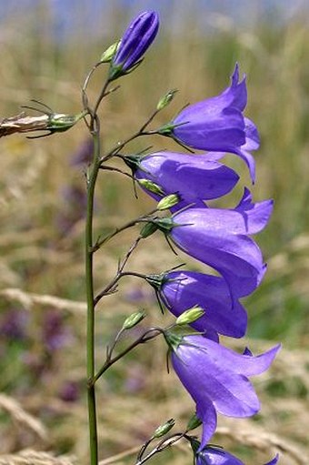 Campanula moravica