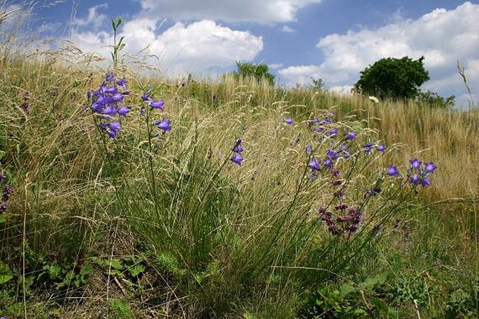 Campanula moravica