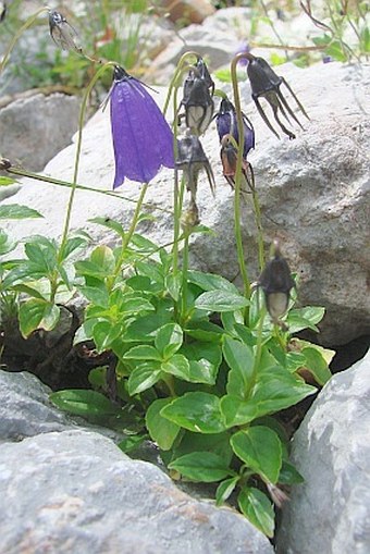 Campanula pulla