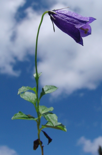 Campanula pulla