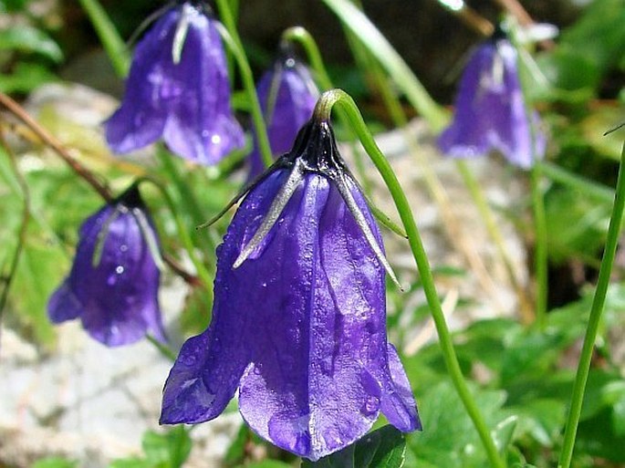 CAMPANULACEAE Juss. – zvonkovité