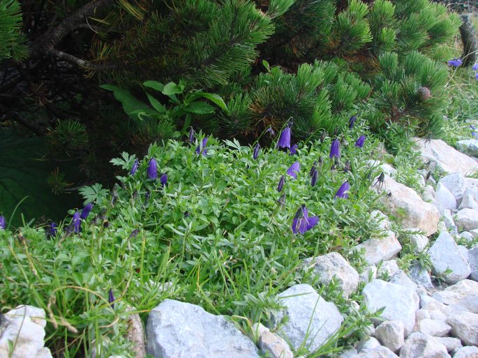 Campanula pulla