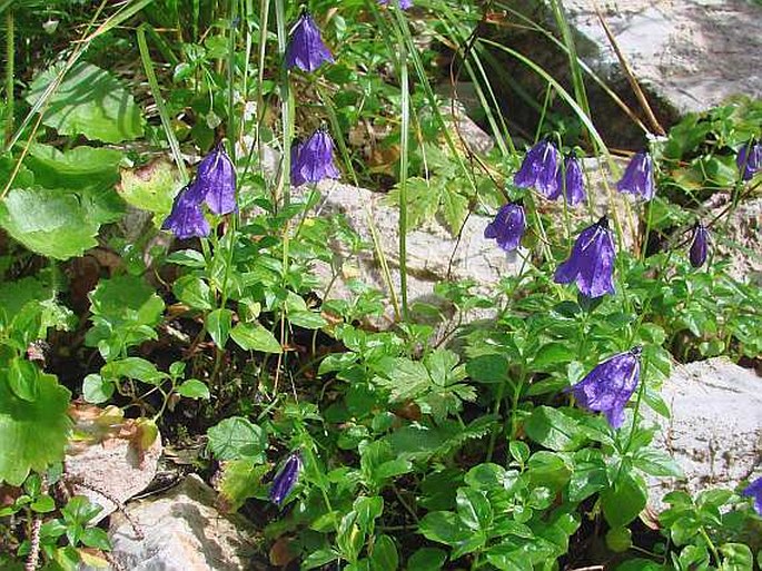 Campanula pulla