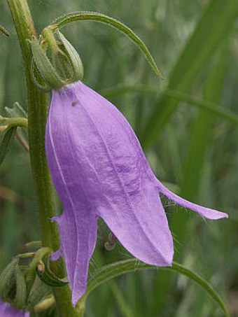 Campanula rapunculoides