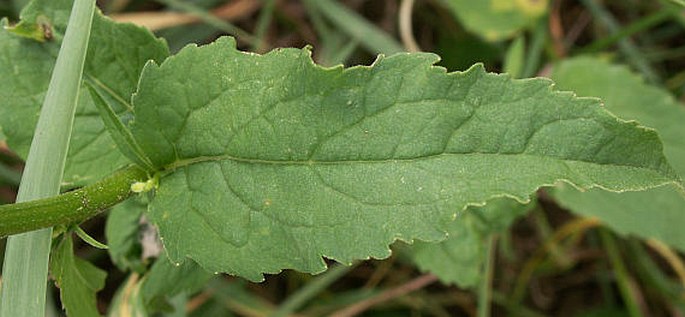 Campanula rapunculoides