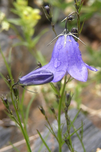 Campanula rotundifolia sudetica