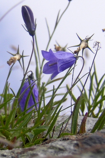 Campanula rotundifolia sudetica