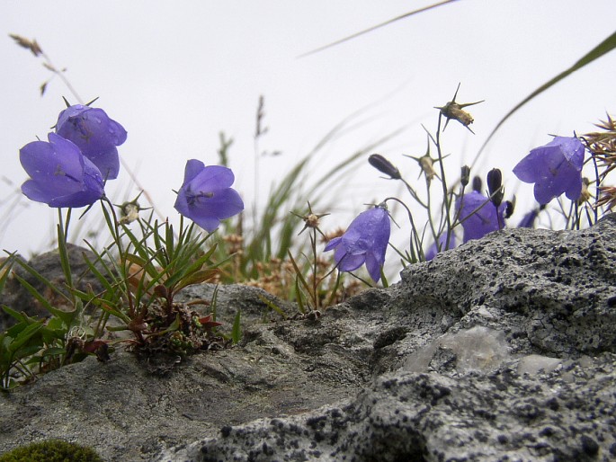 Campanula rotundifolia sudetica