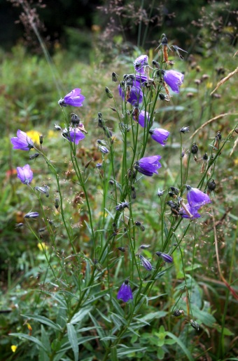 Campanula serrata