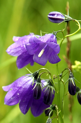 Campanula serrata