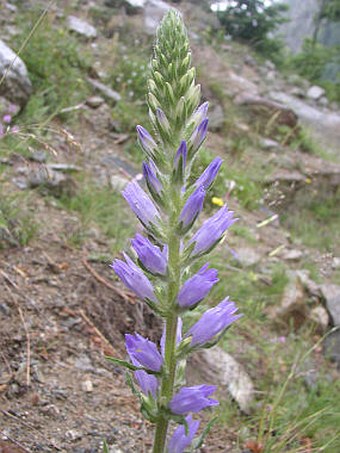 Campanula spicata