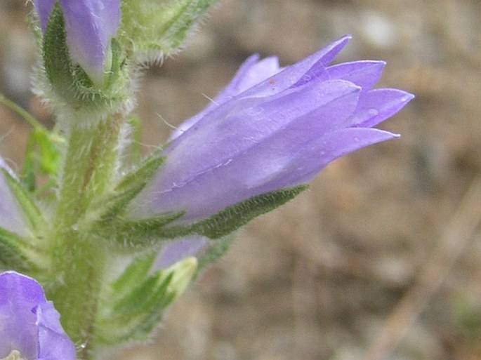 Campanula spicata