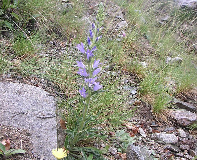 Campanula spicata