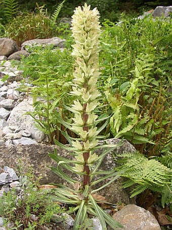 Campanula thyrsoides