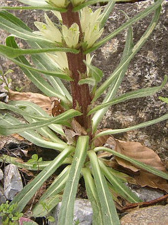 Campanula thyrsoides