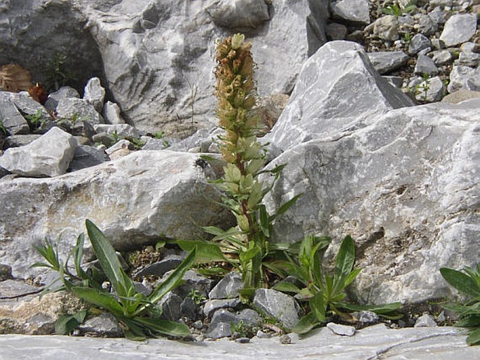 Campanula thyrsoides