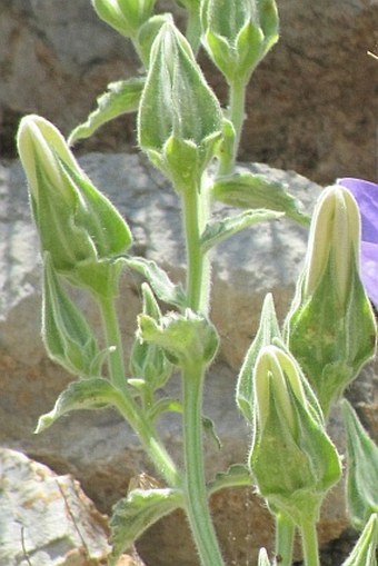 Campanula tomentosa