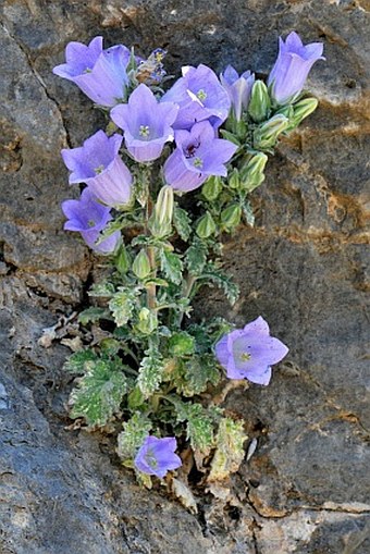 Campanula tomentosa