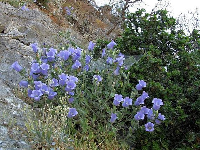 Campanula tomentosa