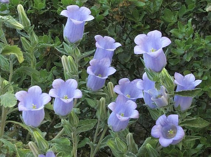 Campanula tomentosa