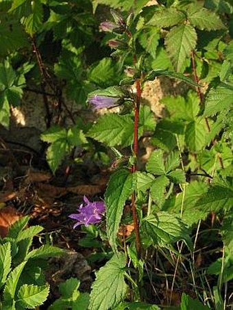 Campanula trachelium