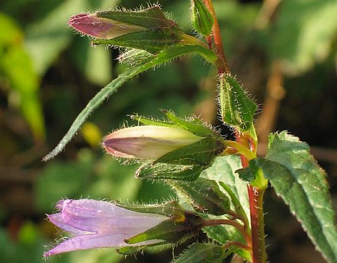 Campanula trachelium